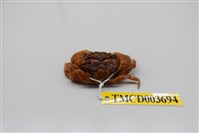 藏品(粗糙酋婦蟹)的圖片